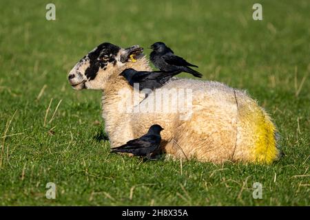 Dohlen, Corvus monedula, auf Schafen. Die Dohlen fressen Schafsparasiten und nehmen auch Vlies für ihre Nester, Chalky Hill, Wield, Hampshire, Großbritannien Stockfoto