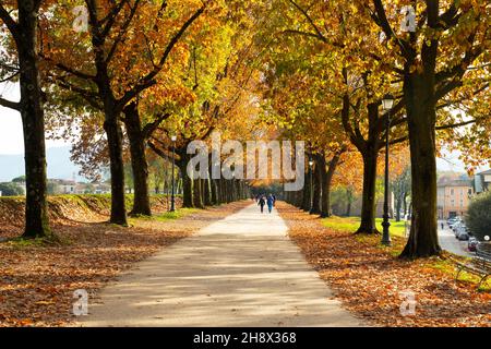 the city walls of italian city Lucca  in autumn Stockfoto