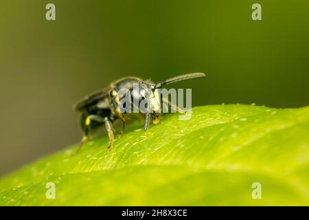 Kleine maskierte Biene, die auf einem grünen Blatt mit verschwommenem Hintergrund und Kopierraum ruht Stockfoto