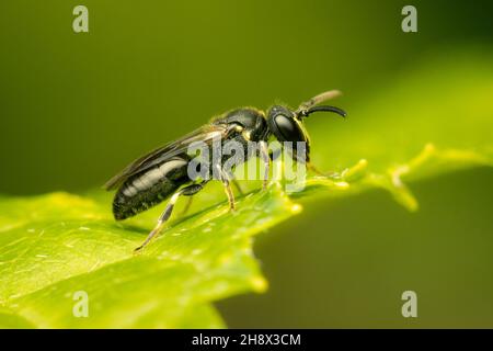 Kleine maskierte Biene, die auf einem grünen Blatt mit verschwommenem Hintergrund und Kopierraum ruht Stockfoto