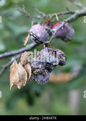 Monilinia laxa, ein Pflanzenpathogen, der braune Fäule auf Pflaume, Prunus domestica subsp. Insititia, verursacht Stockfoto