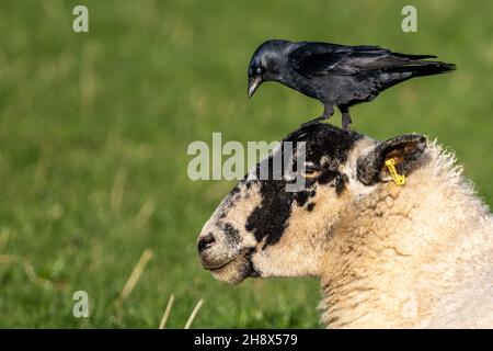 Dohlen, Corvus monedula, auf Schafen. Die Dohlen fressen Schafsparasiten und nehmen auch Vlies für ihre Nester, Chalky Hill, Wield, Hampshire, Großbritannien Stockfoto