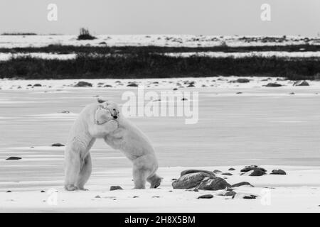 Kanada, Manitoba, Churchill. Zwei reife männliche Eisbären (WILD: Ursus maritimus) kämpfen. S/W Stockfoto