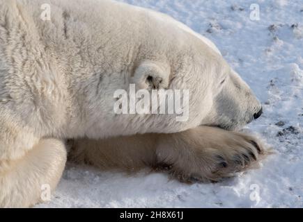 Kanada, Manitoba, Churchill. Schlafender Eisbär (WILD: Ursus maritimus) Nahaufnahme von Gesicht und Pfoten Stockfoto