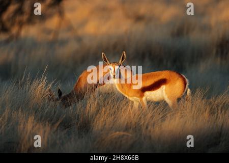 Springbok-Antilopen (Antidorcas marsupialis) im späten Nachmittagslicht, Südafrika Stockfoto