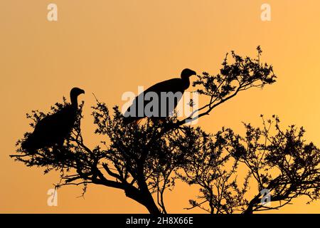 Weißrückengeier (Gyps africanus) in einem Baum, der bei Sonnenuntergang vor einem orangen Himmel in Südafrika umraht wurde Stockfoto