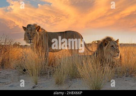 Zwei große männliche afrikanische Löwen (Panthera leo) im frühen Morgenlicht, Kalahari-Wüste, Südafrika Stockfoto