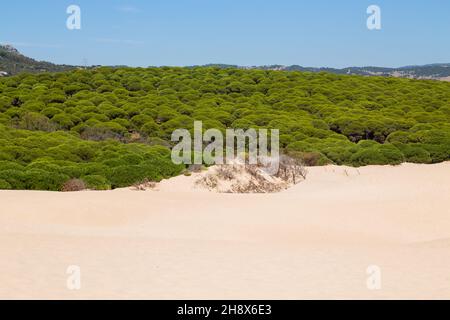 Sanddüne von Bolonia Beach, Provinz Cadiz, Andalusien, Spanien Stockfoto