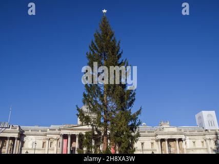 London, Großbritannien. 2nd. Dezember 2021. Der diesjährige Weihnachtsbaum am Trafalgar Square wurde kritisiert, dass er unterdurchschnittlich, spärlich und dünn ist. Die Bäume werden seit 1947 jedes Jahr von Norwegen als Geschenk nach Großbritannien geschickt. Stockfoto