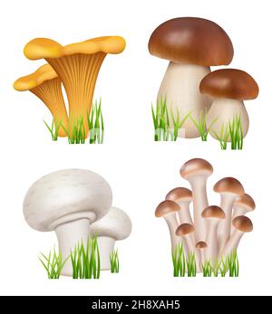 Pilze realistisch. Gesunde natürliche Produkte Champignons goldene Pfifferlinge enoki dezente Vektor Küche Sammlung Illustrationen Stock Vektor