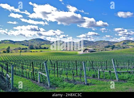 Autumnm und Landschaft malerische Aussicht auf einen weinberg und eine Weinkellerei in der Grafschaft sonoma im carneros-Bezirk im nördlichen kalifornischen Weinland in den usa Stockfoto