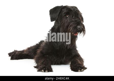 Riesiger Schnauzer Hund liegt isoliert auf Weiß Stockfoto