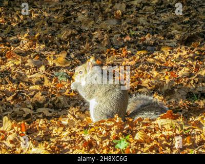 Niedliches Eichhörnchen, das bei Sonnenschein zwischen bunten Herbstblättern sitzt Stockfoto