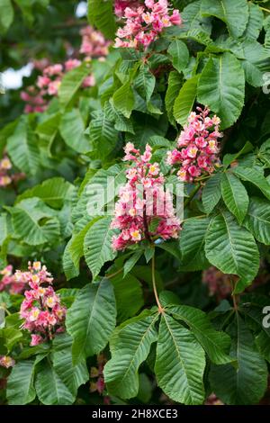 Rotblühende Rosskastanien, Fleischrote Rosskastanien, Purpurkastanien, Rote Rosskastanien, Rotblühende Kastanie, Fleischrote Kastanie, Rote Kastanie, Aes Stockfoto