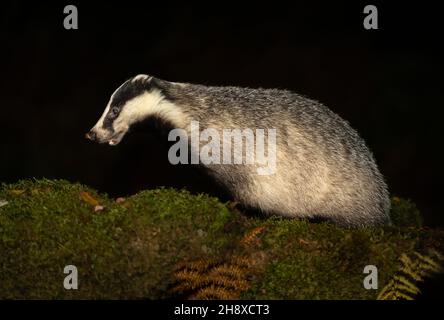 Nahaufnahme eines wachen, wilden, einheimischen, europäischen Dachs in der Nacht. Nach links im alten Caledonian Pine Forest, Glen Strathfarrar, Schottland, Scientific Stockfoto