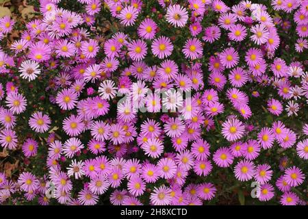 Pink Phlox subulata, Frühlingsblumen. Speicherplatz kopieren. Stockfoto