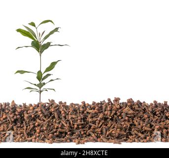 Nelkenpflanze auf einem Haufen trockener Nelken, aromatische Gewürze und Kräuter isoliert auf weißem Hintergrund, Seitenansicht mit Kopierraum Stockfoto