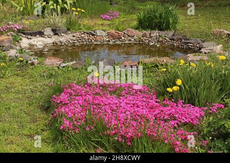 Rosa Phlox wachsen in der Nähe eines künstlichen Teiches. Landschaftsgestaltung. Stockfoto