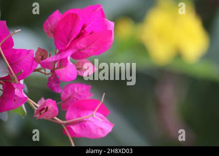 Leuchtend rosa Bougainvillea Blume auf einem verschwommenen Hintergrund. Stockfoto