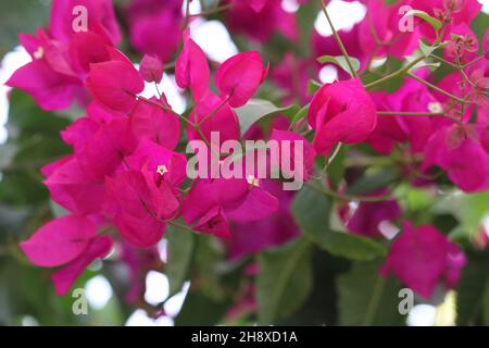 Leuchtend rosa Bougainvillea Blume auf einem verschwommenen Hintergrund. Stockfoto