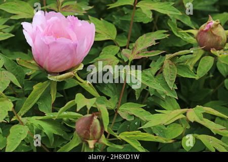 Rosa Blütenpeony blüht auf verschwommenem Hintergrund. Selektiver Fokus. Stockfoto