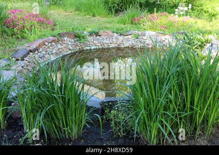 Rosa Phlox wachsen in der Nähe eines künstlichen Teiches. Landschaftsgestaltung. Stockfoto