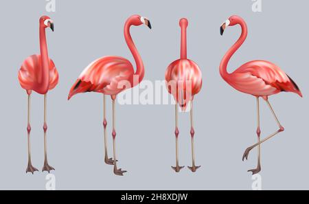 Realistischer Flamingo. Exotische tropische Vögel rosa Farbe animieren Posen Tierwelt anständig Vektor Sammlung Illustrationen Stock Vektor