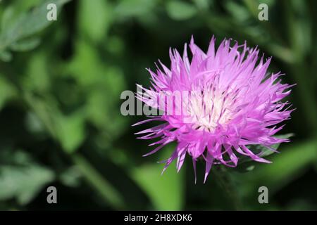 Lila Kornblume Nahaufnahme. Kornblume der Feldblume. Kornblume auf einem unscharfen Hintergrund. Blume der Familie Aster. Stockfoto