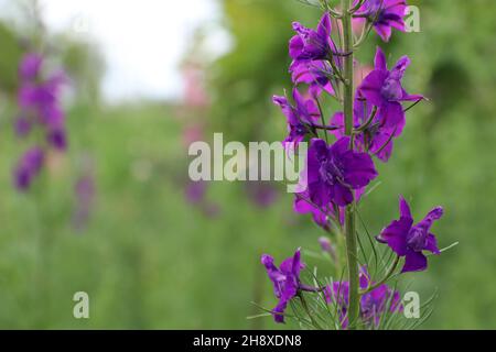 Rosafarbener Delphinium . Speicherplatz kopieren. Stockfoto