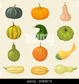 Squash. Gemüse Bio-Pflanzen Herbst essen Kürbis lecker gesunde Lebensmittel aktuelle Vektor-Cartoon-Kollektion Stock Vektor