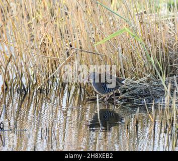 Water Rail, Teifi Marshes, Cardigan, Wales Stockfoto