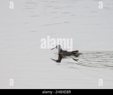 Water Rail, Teifi Marshes, Cardigan, Wales Stockfoto