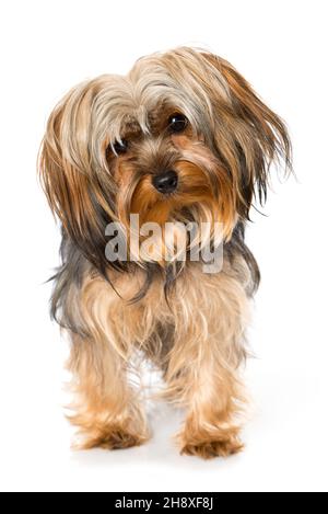 Yorkshire Terrier isoliert auf Weiß Stockfoto
