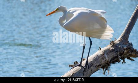 Ein Silberreiher (Ardea alba) steht auf einem Zweig, während er im Sepulveda Basin Wildlife Reserve in Woodley, Kalifornien, USA, jagt Stockfoto