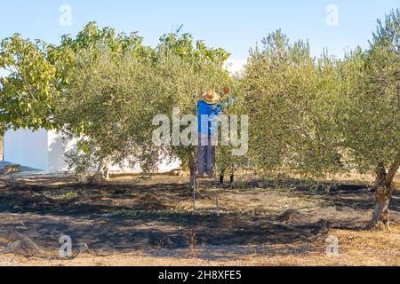 Man on a ladder picking olives from the top of the tree in the countryside on sunny day. Stockfoto