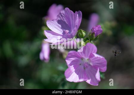 Selektive Fokusaufnahme von rosa malva-Blumen im Garten Stockfoto