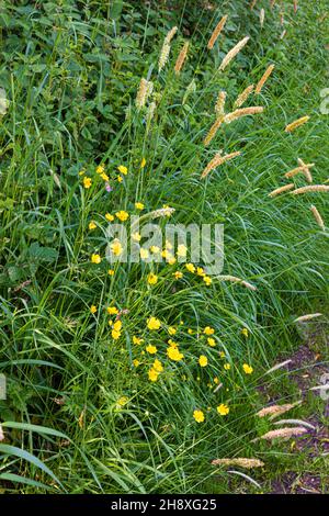 Butterblumen und gefiederte Gräser neben dem stillstehenden Coombe Hill Canal, Wainlode, Gloucestershire, Großbritannien Stockfoto