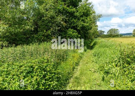 Ein öffentlicher Fußweg neben dem stillstehenden Coombe Hill Canal, Wainlode, Gloucestershire, Großbritannien Stockfoto