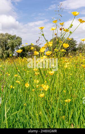 Butterblumen blühen im Juni am Fluss Severn in Wainlode Hill, Gloucestershire, Großbritannien Stockfoto