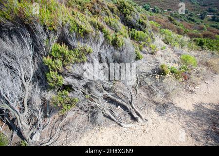 Calvi Korsika am mittelmeer, Hottentot-fig Stockfoto