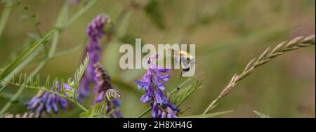 Hummel auf der Nahrungssuche unter Vetch Stockfoto