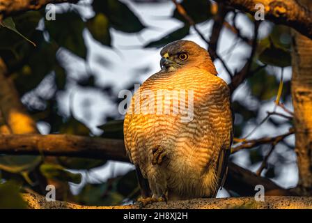 Shikra sitzt auf einem Bein und ruht auf einem Baum Stockfoto
