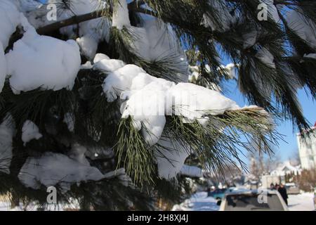 Winterkiefer Äste mit Schnee bedeckt. Winterhintergrund. Weihnachten Stockfoto
