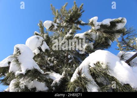 Winterkiefer Äste mit Schnee bedeckt. Winterhintergrund. Weihnachten Stockfoto