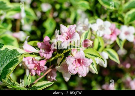 Nahaufnahme der lebhaften rosa und weißen Weigela florida Pflanze mit Blumen in voller Blüte in einem Garten an einem sonnigen Frühlingstag, schöne Outdoor-Blumen Backgrou Stockfoto