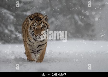 Tiger läuft in der Nähe des Waldes auf einer verschneiten Wiese. Stockfoto