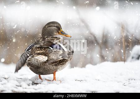 Die Ente steht im Schnee am Ufer des Baches und schaut sich um. Stockfoto