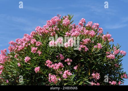 Nahaufnahme von zarten rosa Blüten von Nerium Oleander und grünen Blättern in einem exotischen italienischen Garten an einem sonnigen Sommertag, schöne Outdoor-Blumenrückwand Stockfoto