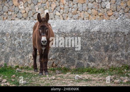 Ein Esel mit braunem Pelz steht vor einer Steinmauer auf Mallorca, den Balearen, Spanien, Europa Stockfoto