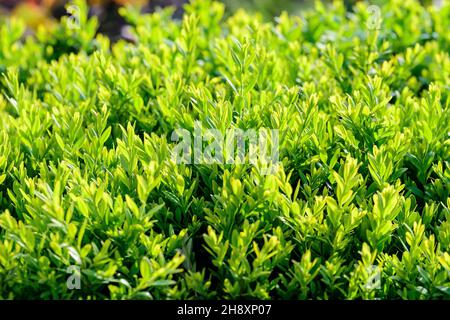 Strukturierter natürlicher Hintergrund vieler grüner Blätter in Sträuchern, die in einer Hecke oder Hecke im sonnigen Frühlingsgarten wachsen Stockfoto